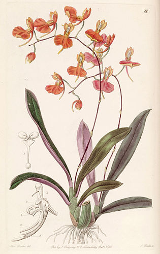 Comparettia coccinea